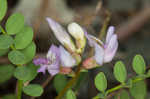 Englemann's milkvetch